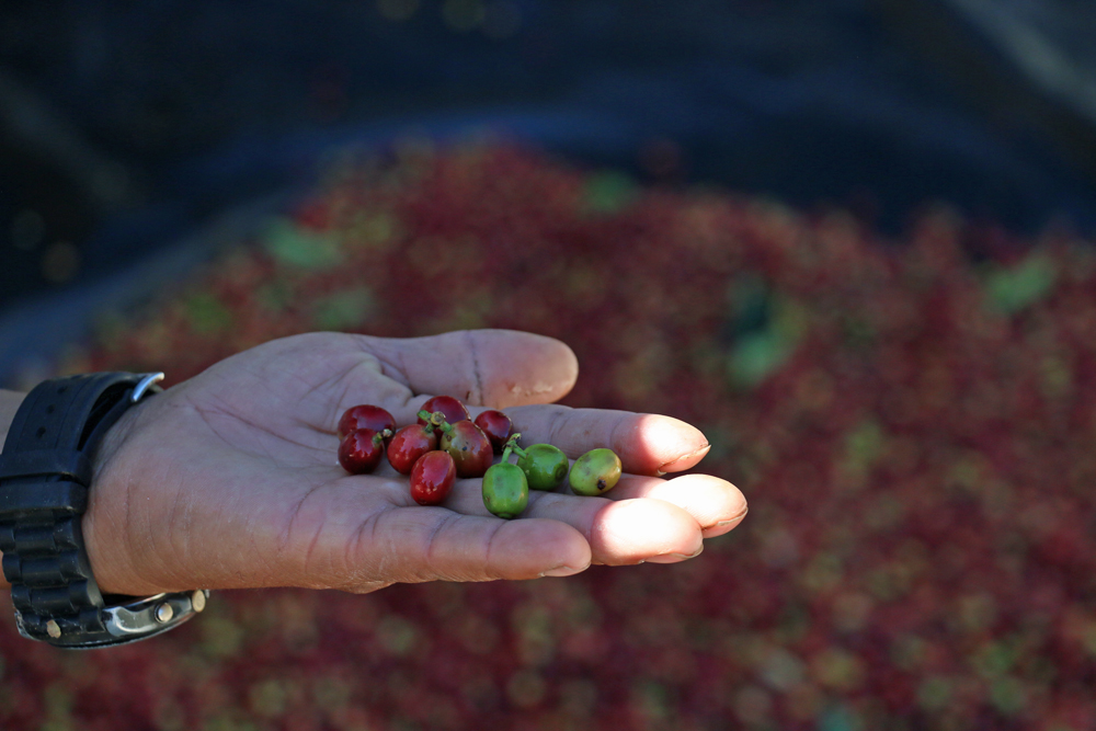 Hand full of ripe, green and red coffee berries from a coffee tour at lake Atitlan Guatemala