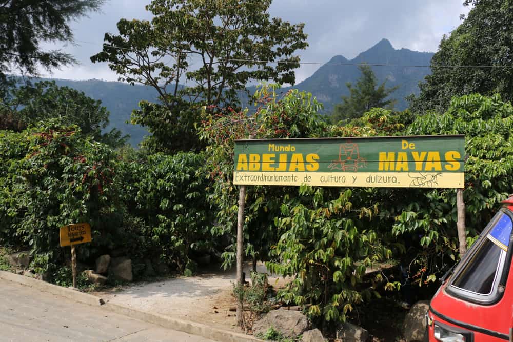 Yellow and green sign with bushes behind it. Stingless bee tour in Guatemala.