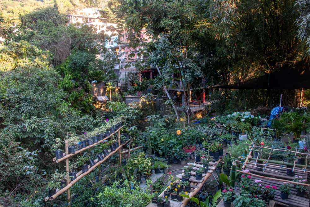 Garden and flowers surrounded by green trees