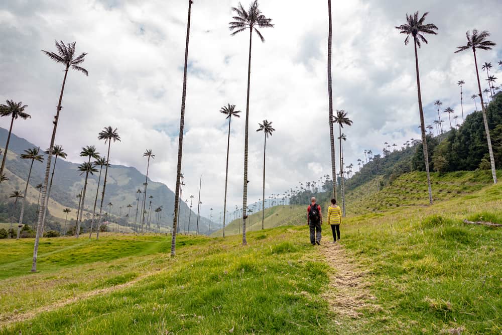 Two people hiking between palm trees