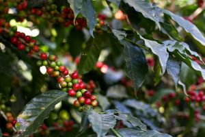 Red and green coffee berries on a bush