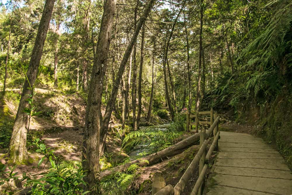 Wooden bridge in a forest