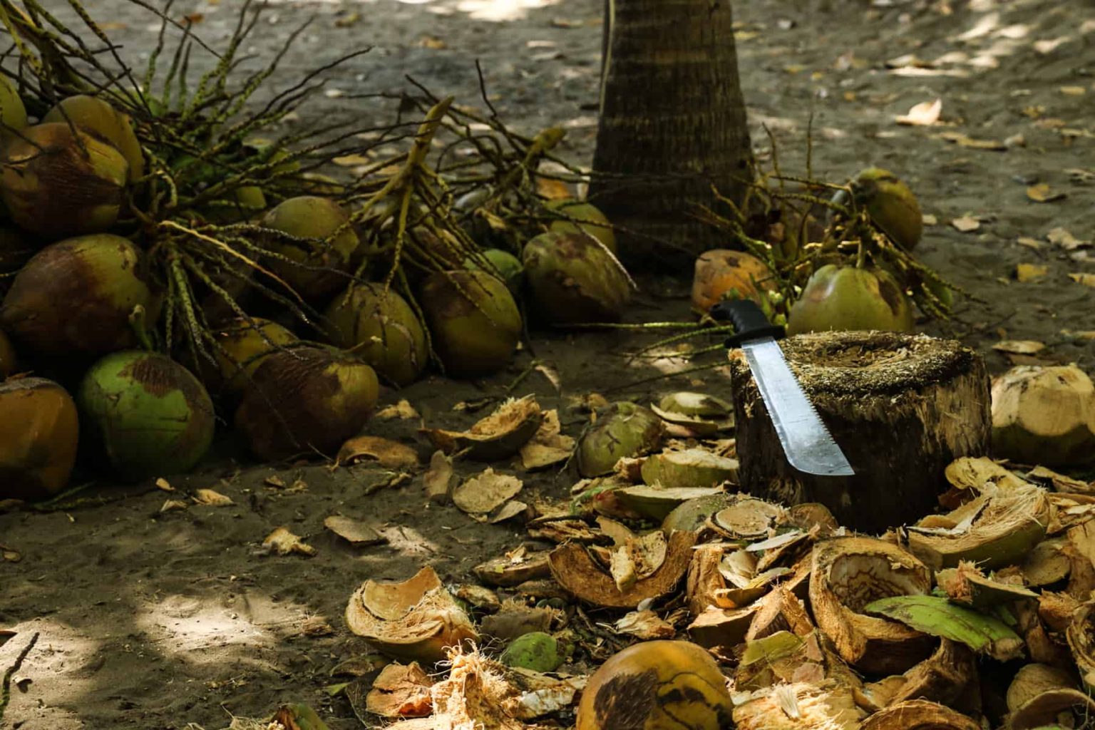 Pile of coconuts beside a log with a machete on top